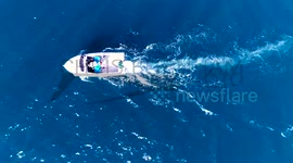 Black Marlin caught on HD drone camera taking fishing boat's lure