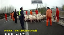 Dozens of pigs on motorway after falling off lorry during accident