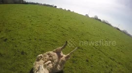 Cyclist helps out sheep stuck with all four legs up in the air