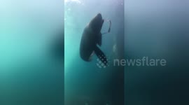 Newsflare Edit - Seal steals sunnys