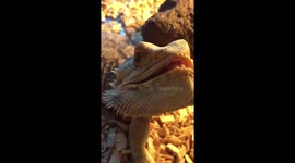 Slow mo bearded dragon bite