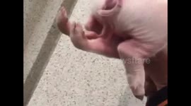 Chinese pig born with six legs