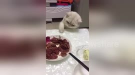 Naughty cat tries to steal food from owner