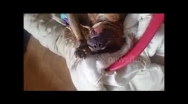 Munch trying to get to sleep