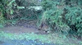 Tree roots lifting in storm winds