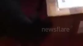 New balls please for Andy Furry and Ruff-ael Nadal