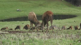 Red Deer Stags Fighting in Ashton Court