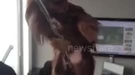 Wrecking ball chihuahua version