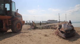 Whale Brought Ashore at Popular Tourist Spot in Tunisia
