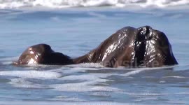 Re-emergence of the 5000 year old petrified forest at Borth