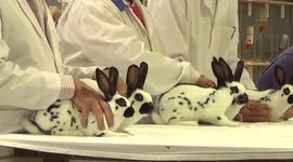 Royal Welsh Show - Rabbit Show 2013