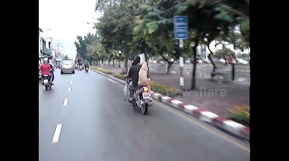 Dog rides on motorbike