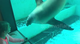 Seal Judging Drawings Made by Kids