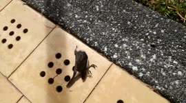 Heat in Australia causes birds to die from exhaustion