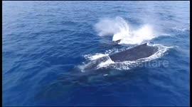 Drone films stunning footage of whales