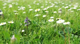 A daisy flowers moved by the wind in spring, 4K