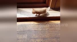 Newsflare Edit - Ginger kittens playing