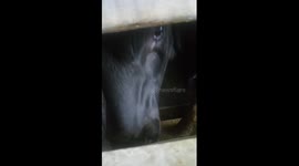 Little calf crying before  slaughter.