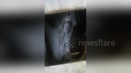 Newsflare Edit - Little calf crying before  slaughter.