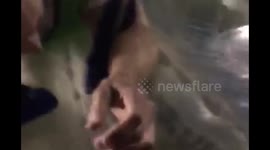 AW Zorb Football Wars!!!