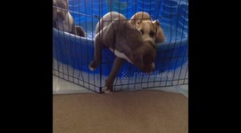 American bully puppy escape artist