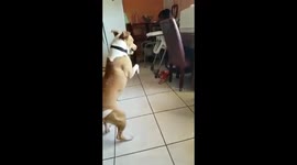 Chihuahua and pitbull playing and arguing