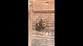 Spider vs wasp