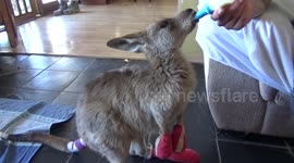 Good samaritans rescue kangaroo joeys from fires and treat them