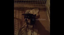 Most aggressive ugliest dog i know