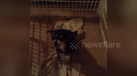 Newsflare Edit - Most aggressive ugliest dog i know