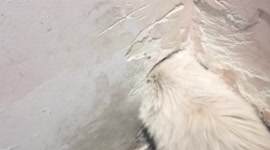  一只猫卡店里空调水管口里，叫了一夜  被消防蜀黎救出