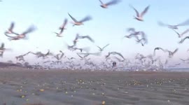 Tens of thousands of migrating seagulls gather on wetland in northern China