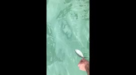 Hand feeding a large tarpon at Robbies in Islamorada!