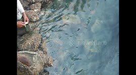 Man feeds raw fish to Massive wild seal with his mouth