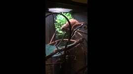 Slow-mo chameleon