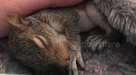 Gracie, The thumb sucking squirrel