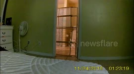 Nala's best escape!!!!!