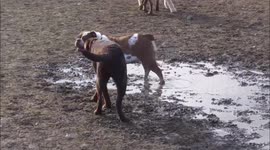 Hildy wallowing in the mud 