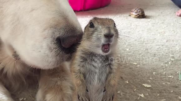 Just a cute prairie dog and a golden retriever