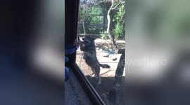 Newsflare Edit - Wolf trying to escape Rome zoo