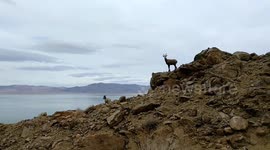 Bighorn Sheep at Walker Lake