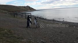 Penguin stand-off ends with one penguin laughing in the other's face