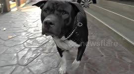 Dog unsettled by camera pointing at him