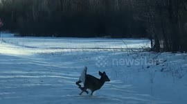 Group of fawns running from oncoming car