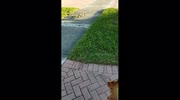 temp