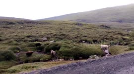 Icelandic Sheep in the Eastern Fjords