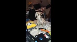 Dog try's to eat owners egg