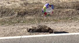 Dead raccoon spotted holding 'Get Well' balloon