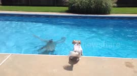 Newsflare Edit - Dog panics whenever owner goes underwater in swimming pool