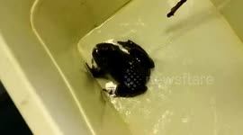 The frog that calls for its mum like a human baby
